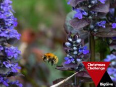 Bee heading towards flowers