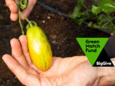 Hands holding a green sausage tomato, big give green match fund logo to the right hand side