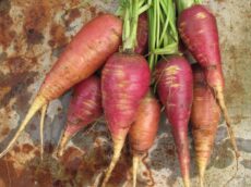 A bunch of 7 carrots laid flat on the ground, these carrots have a purple tinge to them and bright green stems