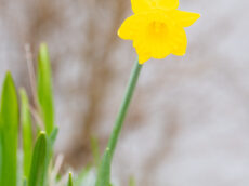 Daffodil flower