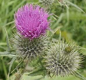 Purple Spear thistle flower