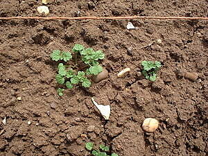 Henbit dead-nettle growing in the UK