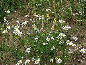 Scented mayweed growing the UK