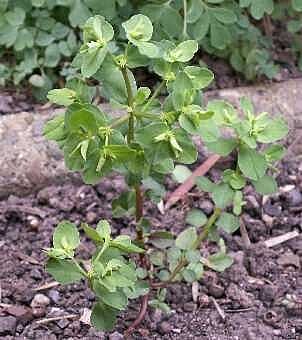 Petty spurge growing in the UK