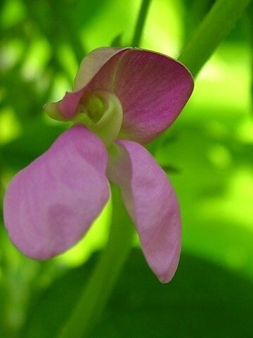 Climbing French bean Purple Podded Best flower Heidi Saxby