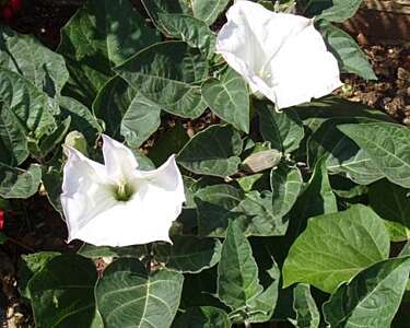 Thorn apple with white flowers