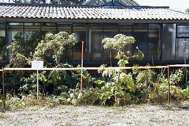 Giant hogweed growing in the UK