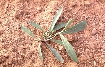 Knot grass weed growing in the UK