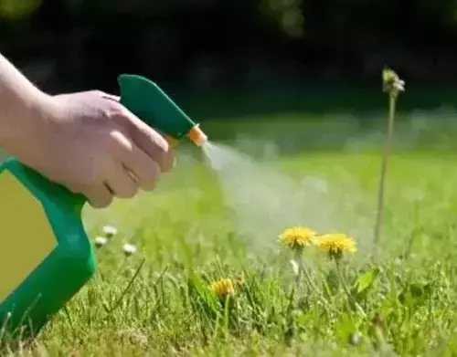 Weedkiller being sprayed on dandelions