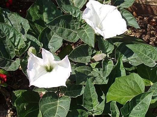 Thorn apple with white flowers