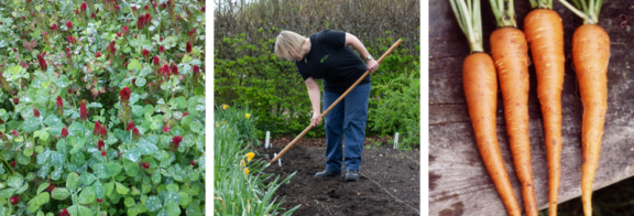 Crimson clover, hoeing veg bed and carrots