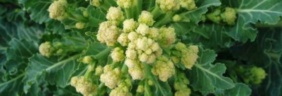 White sprouting brocolli