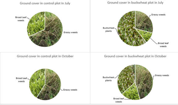 Buckwheat versus couch grass pie charts