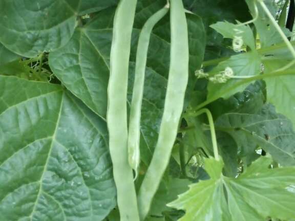 Climbing French Bean Tiger Bean pods Nadia Mazza