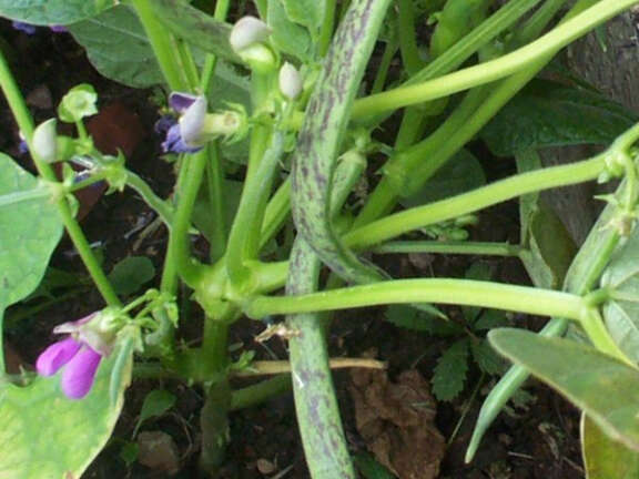 Dwarf French Bean Brighstone