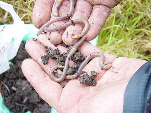 2 earthworms in soil being held