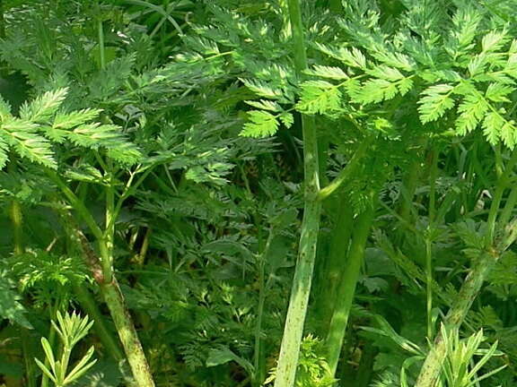 Hemlock growing in the UK