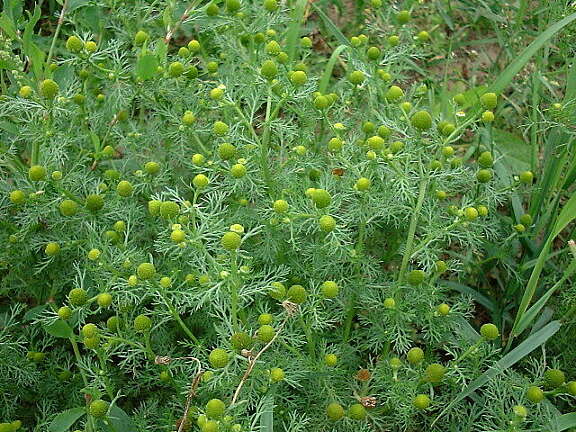 Pineapple weed with small yellow flowers growing in the UK