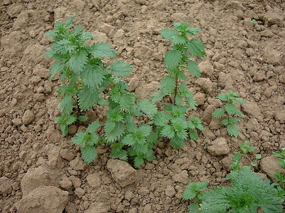 The weed Small nettle growing in the UK