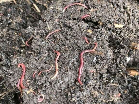 Worms in organic compost