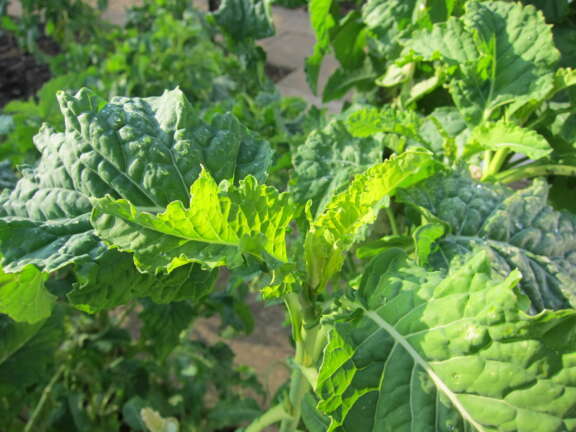 Garden Organic | African kale, chomolia, covo