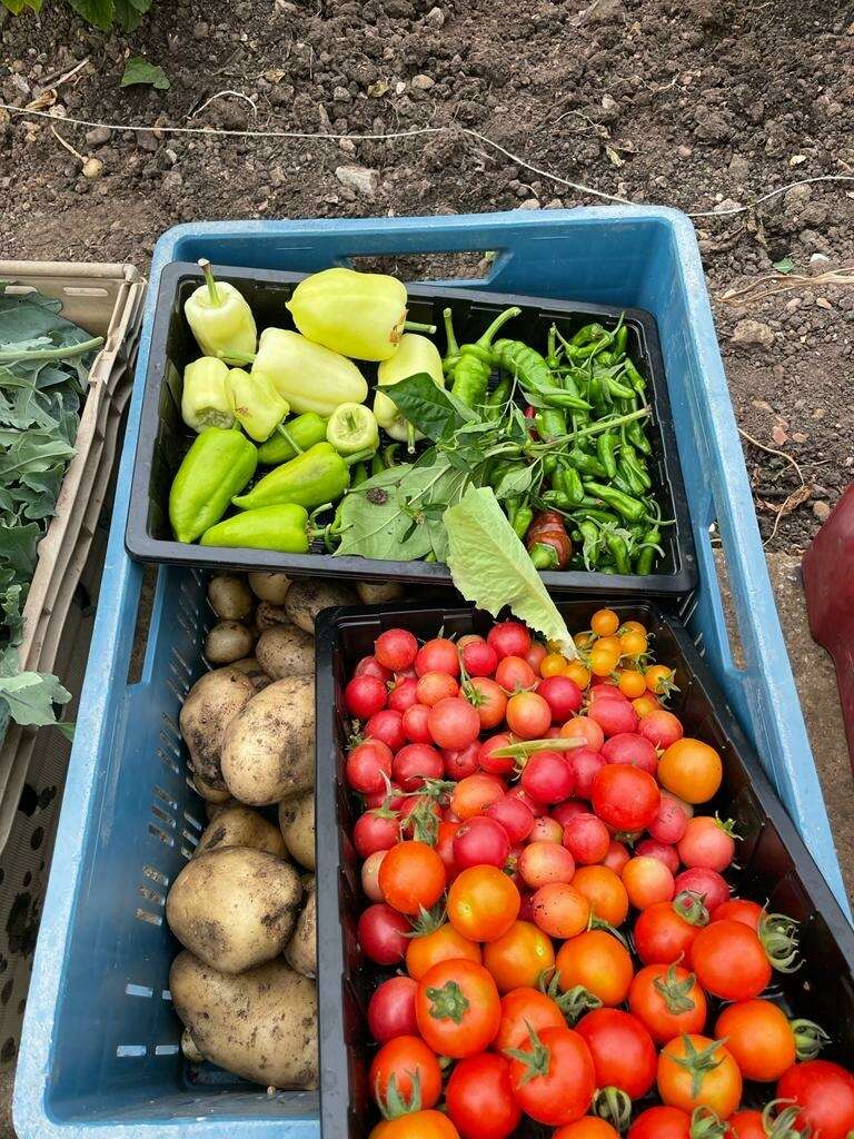 Vegetables grown at Ryton gardens