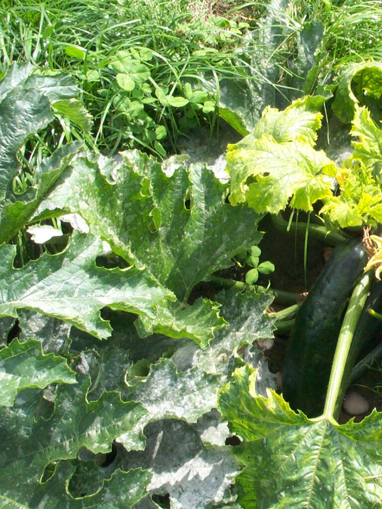 Powdery mildew on courgette plant