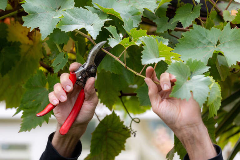 Garden Organic | How to prune fruit