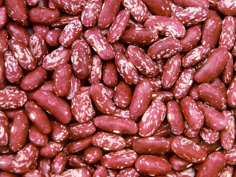 Dwarf French Bean Vermont Cranberry