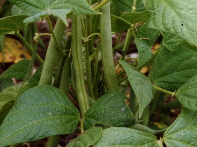 Dwarf French bean Xenia Field