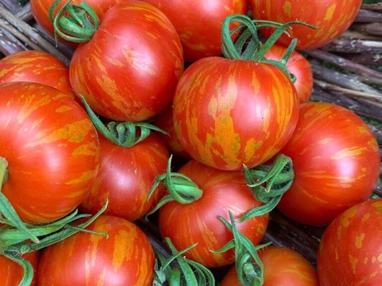 Tomato Darby Striped Pink Yellow Bethan Mcilroy 1