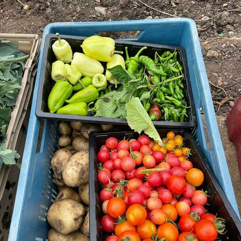 Vegetables grown at Ryton gardens