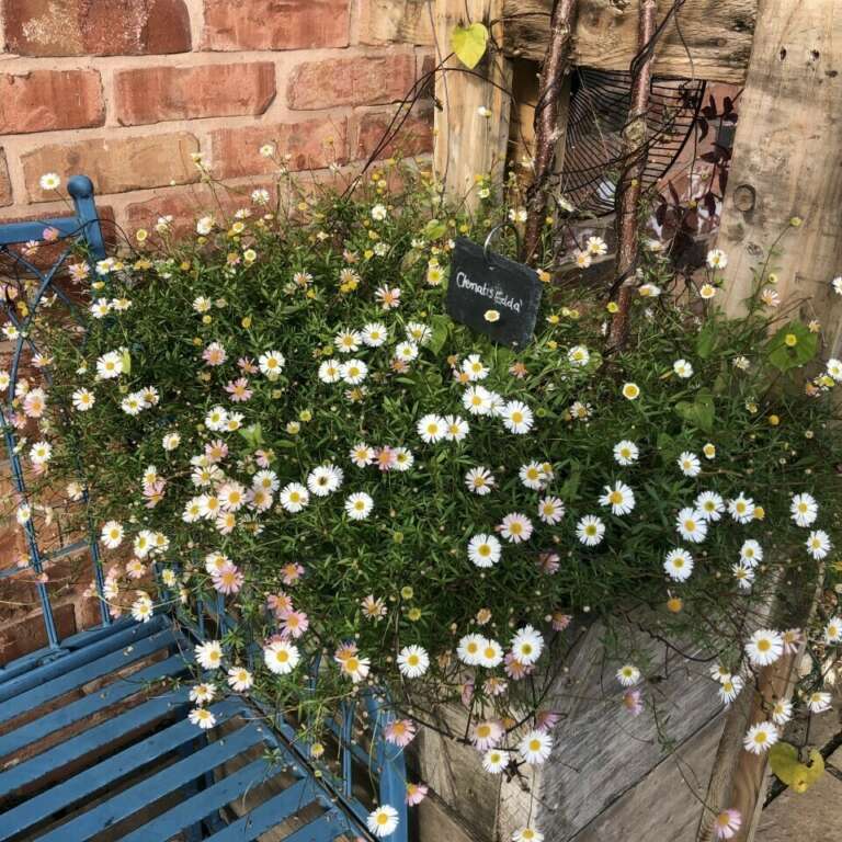 Flowers in small garden