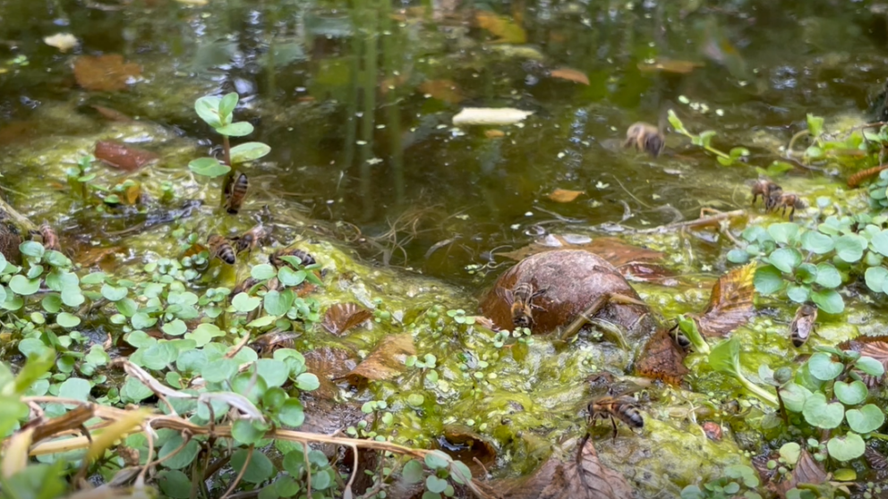 Bees hovering over the pond in July