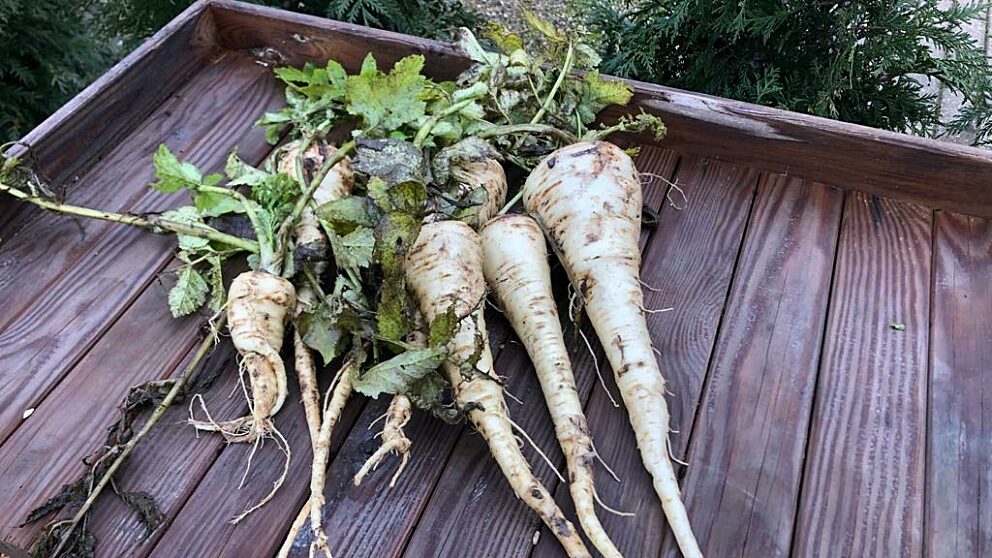 Harvested Parsnips laid out on a potting bench