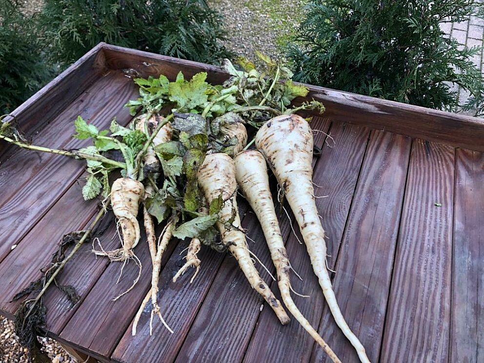 Harvested Parsnips laid out on a potting bench