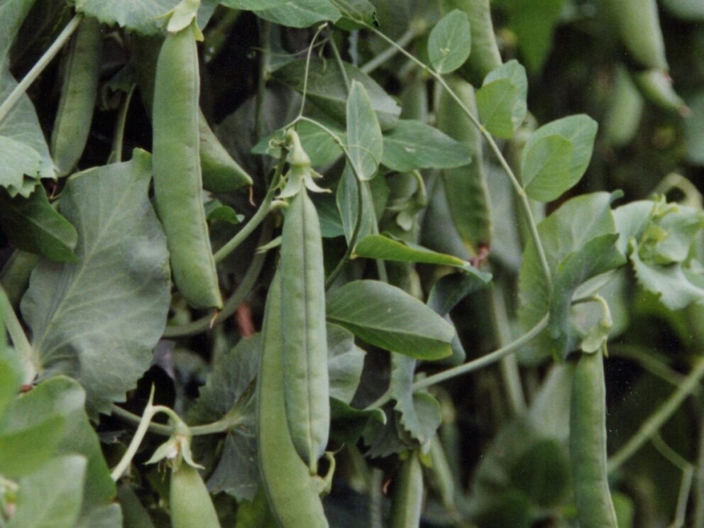 Pea Veitchs Western Express