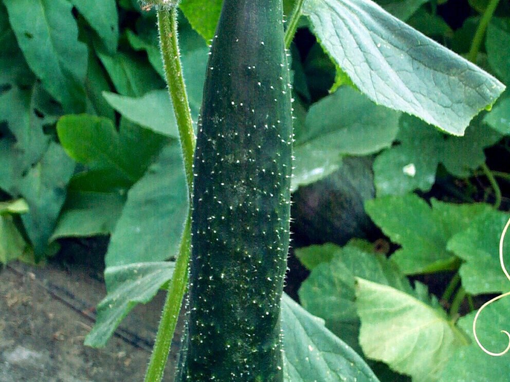 Cucumber plant variety 741 Peking China