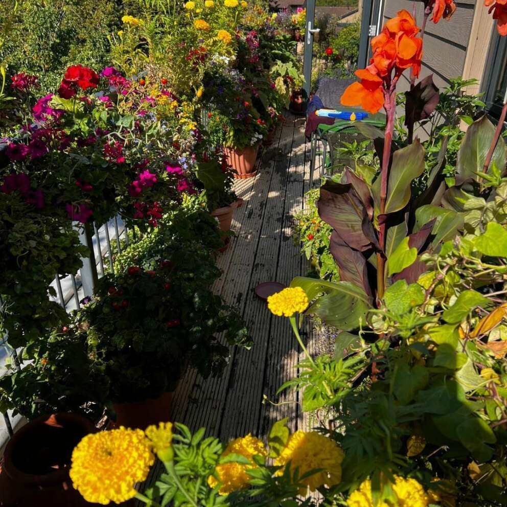 Chris's balcony garden