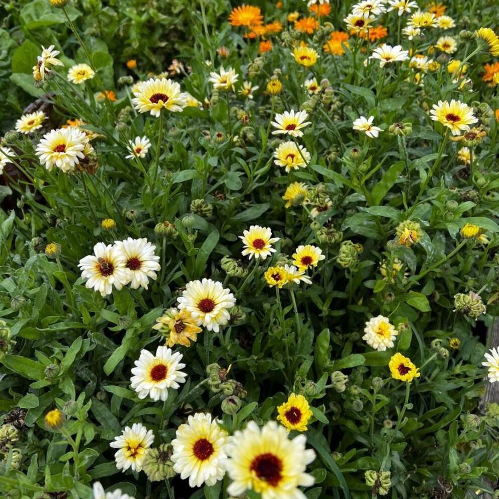 Garden flowers